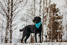 Load image into Gallery viewer, Teal Textured Solid - Pet Bandana
